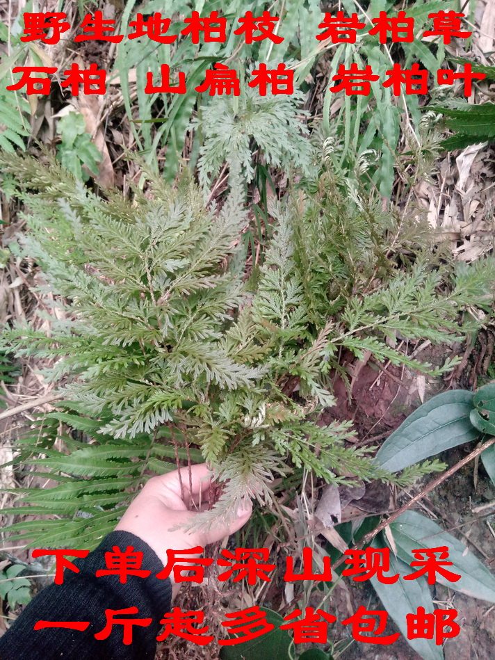 地柏枝 岩柏草 石柏 山扁柏 岩柏叶 野生中草药 现采全株500g包邮