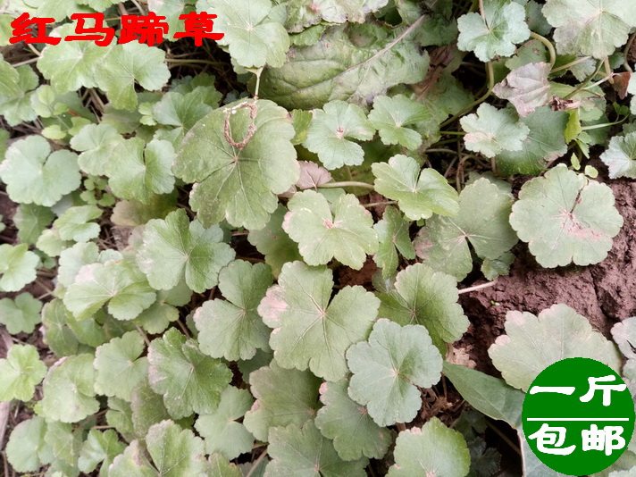 野生红马蹄草 大叶天胡菜 大雷公根 铜钱草 中草药 鲜品 500g包邮