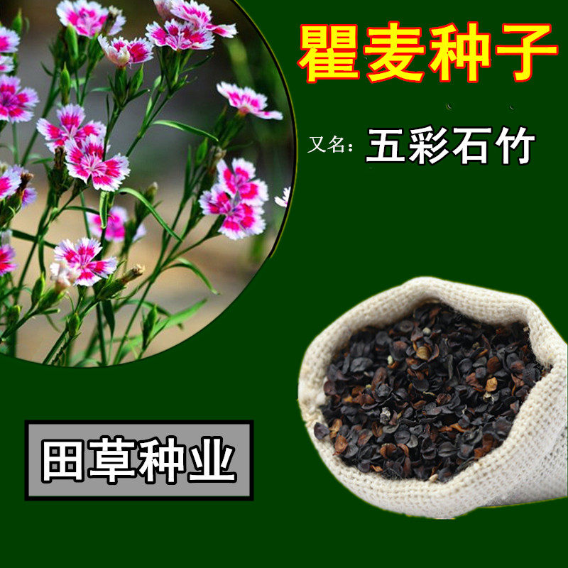 新产瞿麦种子 花卉五彩石竹种籽家庭园艺种子