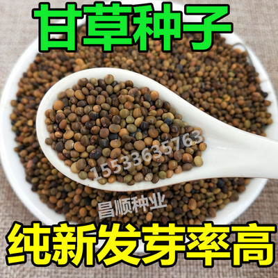 甘草种子 纯新中药材种苗纯新甘草种子中药材种苗红皮甘草种子