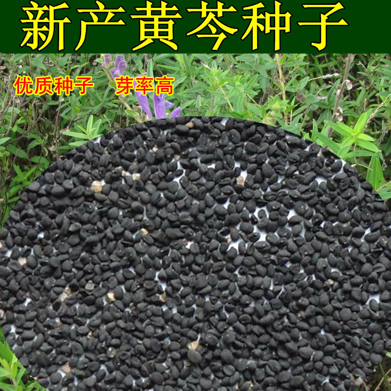 黄芩种子纯新产黄芩籽包邮包发芽种苗/半成品盆栽