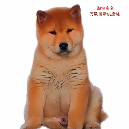 纯种广西土猎赶山狗柴犬看家护院土狗幼犬中华田园犬宠物狗狗活体