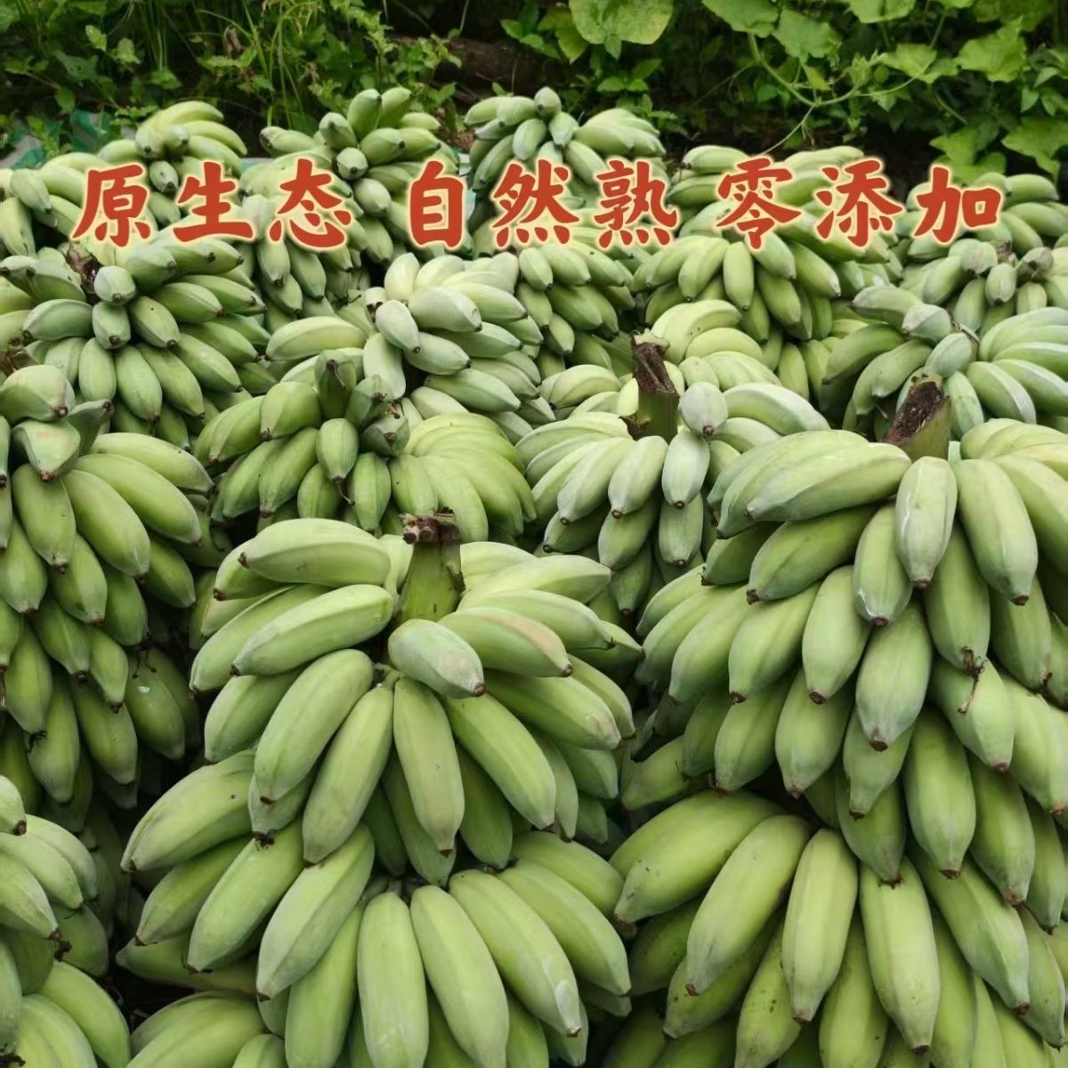 云南本地西贡蕉 软糯香甜芭蕉 新鲜现砍青蕉发货自然熟