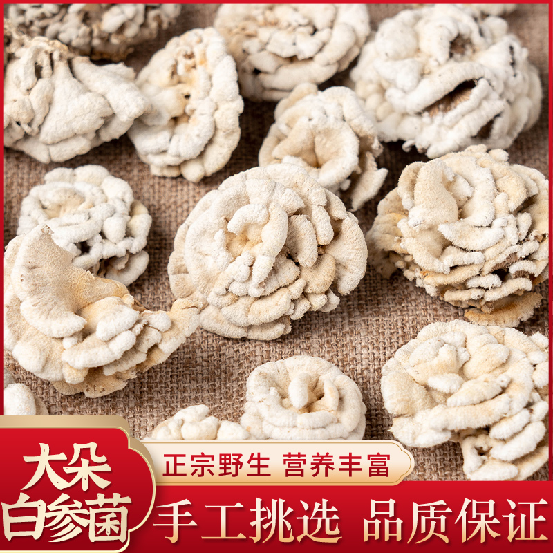 白参菌云南特产土特产野生干雪莲花菌子裂褶菌干货蘑菇大整朵煲汤