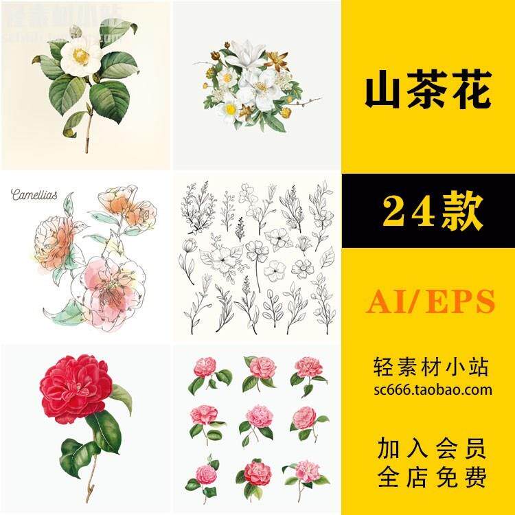 手绘水彩山茶花朵花卉工笔线稿植物插画壁纸 AI矢量设计素材 f60