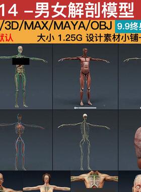 医学男女解剖人体脉络骨骼器官C4D MAX FBX for Vray模型三维素材