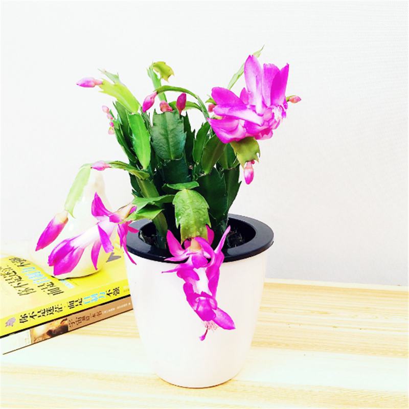 进口蟹爪兰嫁接带根观花植物包邮