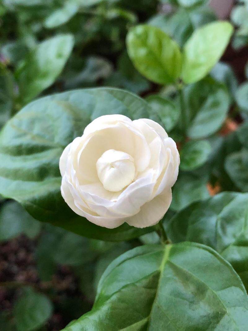 圆叶宝珠茉莉花室内外阳台庭院盆栽芳香浓郁花卉植物图片