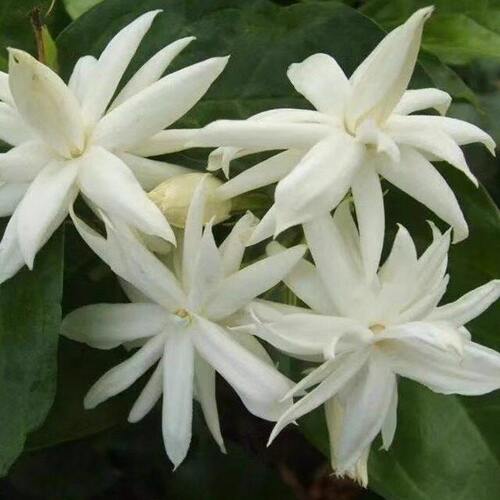 重瓣笔尖茉莉花苗室内外阳台植物多季开花卉盆栽