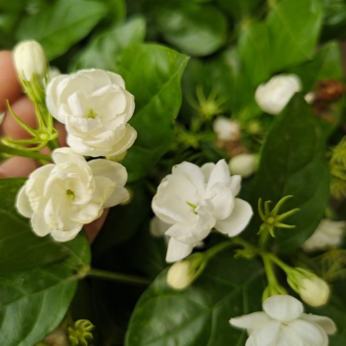 香水茉莉盆栽普通双瓣茉莉室内外好养多季开花浓香绿植花卉