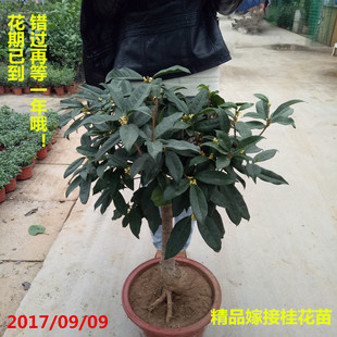 丹桂四季桂金桂沉香桂各类桂花苗绿植盆栽香味浓郁庭院阳台室内花