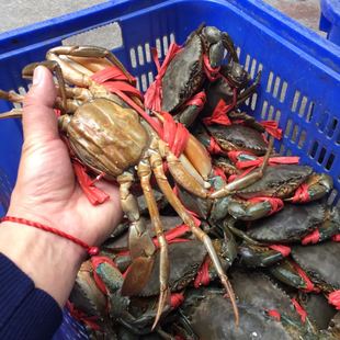 膏蟹羔蟹糕蟹蝤蠓红鲟鲜活红膏蟹青蟹肉蟹煲1000克6-7只不放冰箱