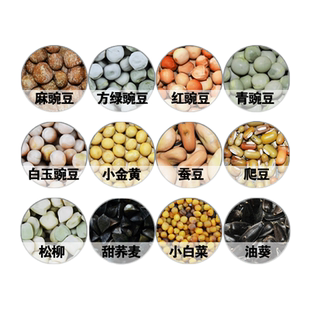 芽苗菜豆子无土栽培麻豌豆黄绿豆纸上种菜纯水培蔬菜发黄绿黑豆芽