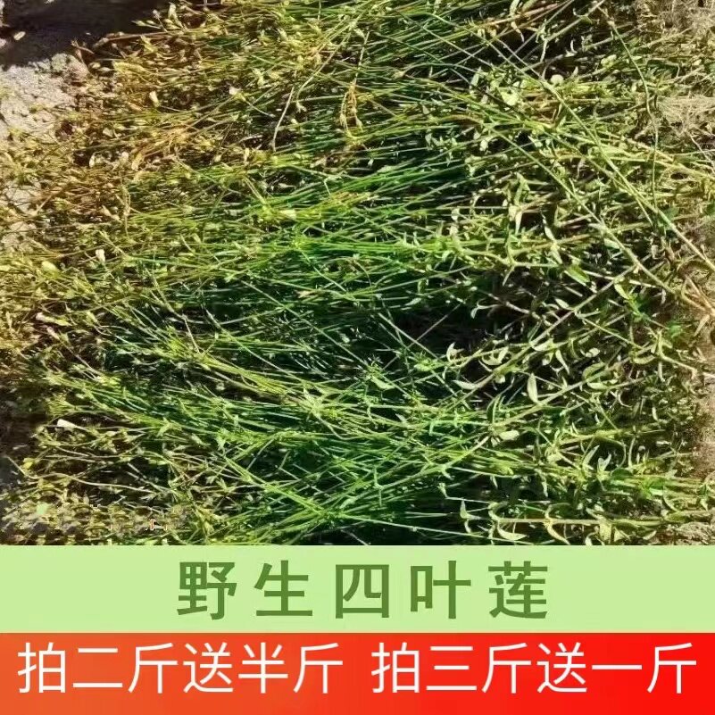 正宗潮汕野生四叶莲四合天良草