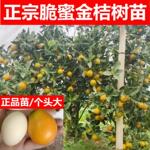 广西第三代脆蜜金柑树苗桔子苗橘子嫁接果苗盆栽四季脆皮滑皮果树