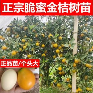 广西第三代脆蜜金柑树苗桔子苗橘子嫁接果苗盆栽四季脆皮滑皮果树