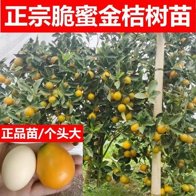 四季正宗时令水果金桔