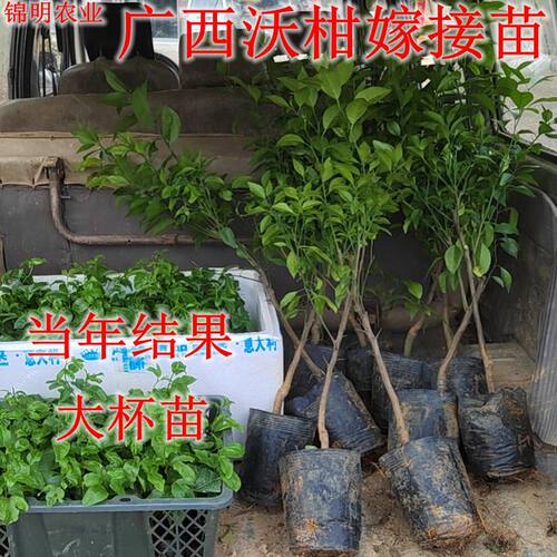 广西正宗091无核沃柑树苗盆栽