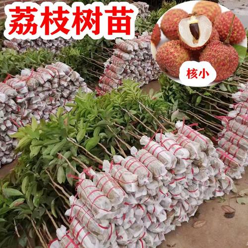 冰荔仙进奉桂味糯米糍鸡嘴妃子笑