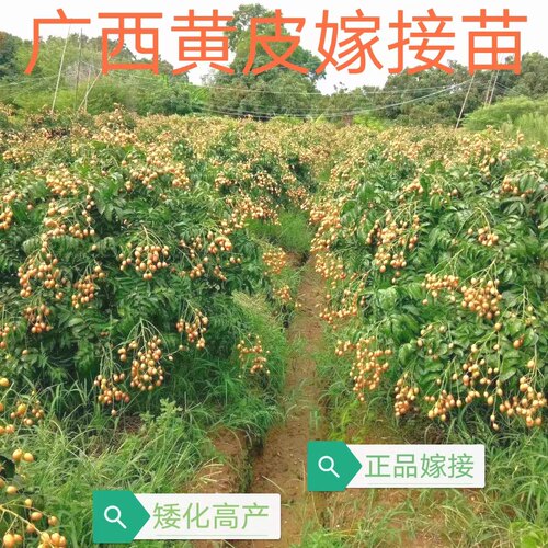 鸡心紫肉贵妃无核黑黄皮嫁接杯苗