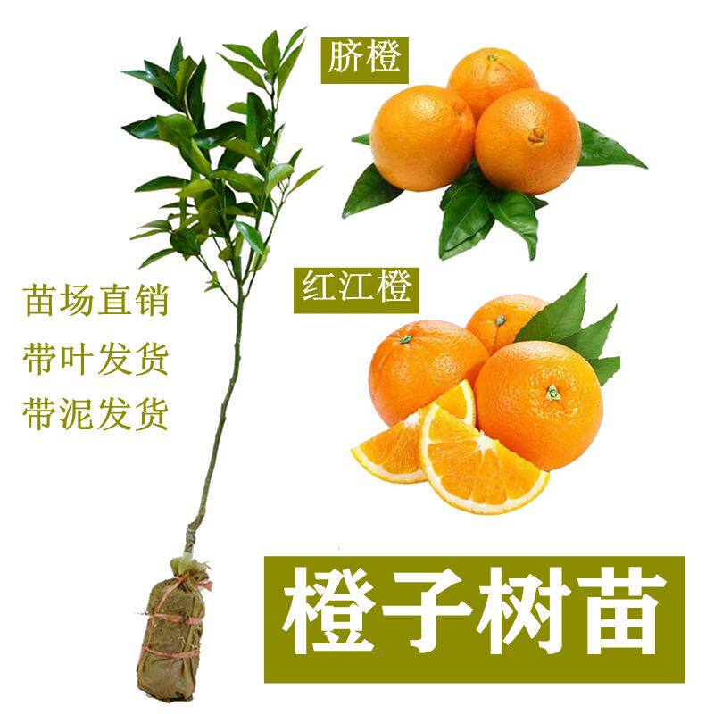 脐橙红江橙当年结果广西嫁接树苗图片