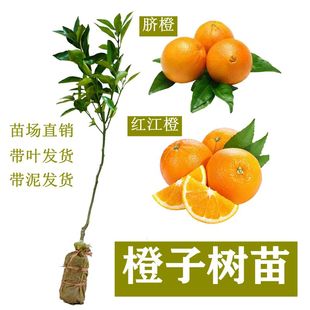 橙子树苗特大扭荷尔脐橙血橙红江橙树苗嫁接阳台庭院盆栽当年结果