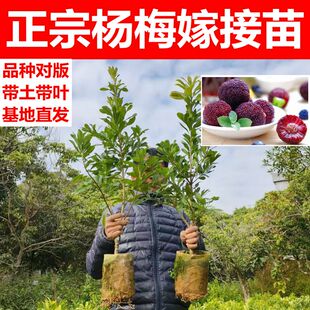 杨梅树树苗嫁接矮化东魁黑炭水晶杨梅特大南北方种植带土当年结果