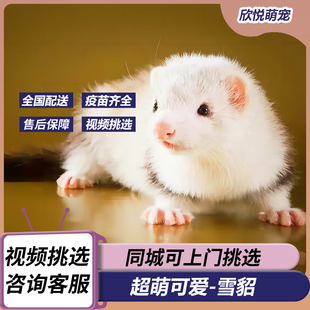 宠物貂水貂花貂安格鲁雪貂活物活体幼崽水獭安哥鲁安德鲁标价定金