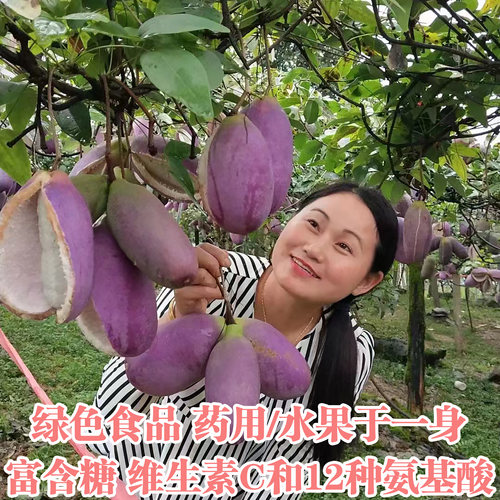 八月瓜水果八月瓜野生八月炸