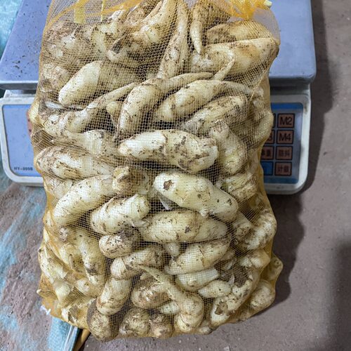 嫩姜姜芽仔姜新鲜包邮五斤山东生姜醋泡姜泡菜红芽姜小嫩姜芽鲜姜