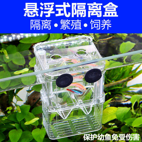 森森隔离亚克力孔雀鱼