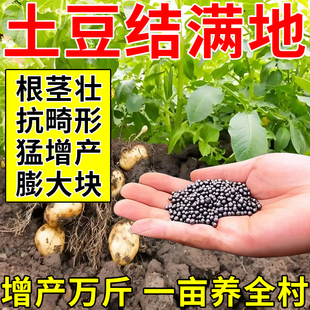 土豆专用肥料底肥颗粒提苗增粗膨大地下猛长膨胀马铃薯增产肥料