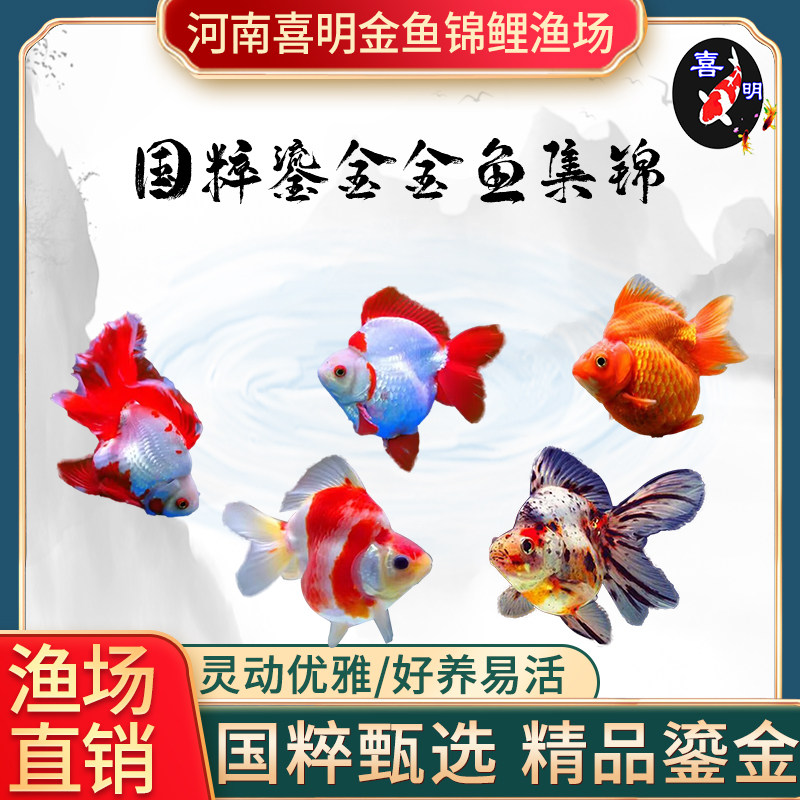 精品鎏金金鱼淡水观赏鱼金鱼苗短尾高背樱花鎏金花红琉金金鱼鱼苗