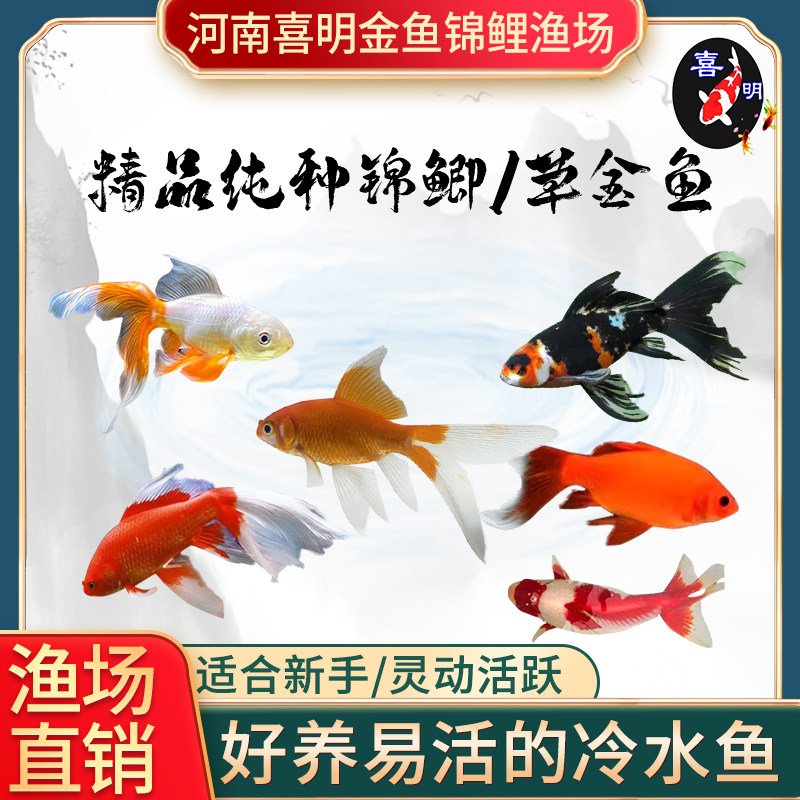 精品红草红鲫鱼花草花鲫鱼长尾黑彗星草金鱼黑眼草金淡水小红鱼
