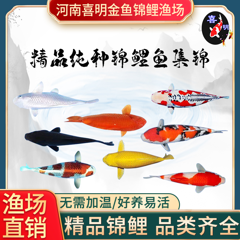 纯种锦鲤鱼红白大正三色黄金白金松叶锦鲤鱼苗好养耐活精品冷水鱼
