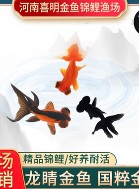龙睛金鱼黑红黑墨龙金鱼水族鱼苗商品鱼大眼睛出目龙金鱼鱼苗活体