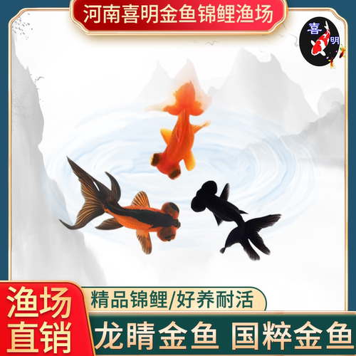 红黑墨龙商品大眼睛活体金鱼