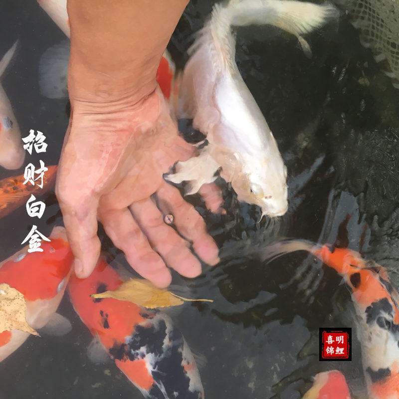 渔场风水银白色白金冷水锦鲤鱼龙飞凤舞白金锦鲤鱼活体水族包活