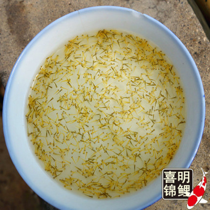 2026年原种锦鲤水花幼苗红白大正昭和日本锦鲤水花锦鲤鱼苗幼苗