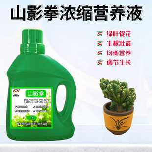 仙人山虎头罗汉山影拳浓缩营养液盆栽绿植物专用氮磷钾水溶花肥料