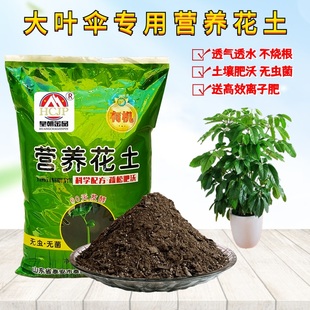 大叶伞专用营养花土室内家盆栽种植物日本保罗翻换有机种植土透气