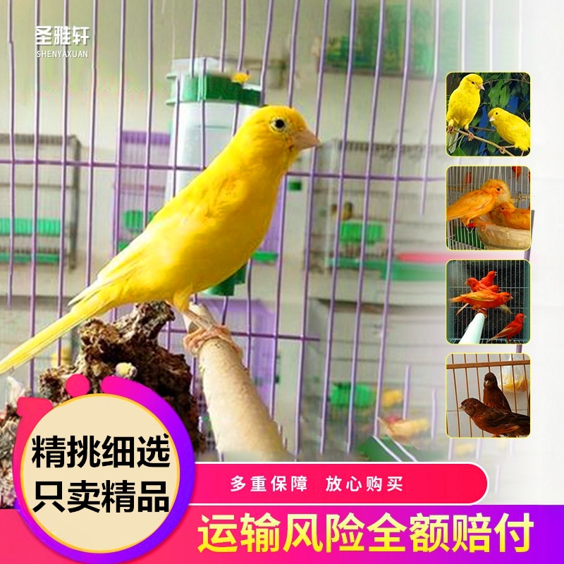 玉鸟活鸟金丝雀活体鸟辣椒红芙蓉鸟活鸟扬州黄玉鸟白玉鸟活鸟包邮