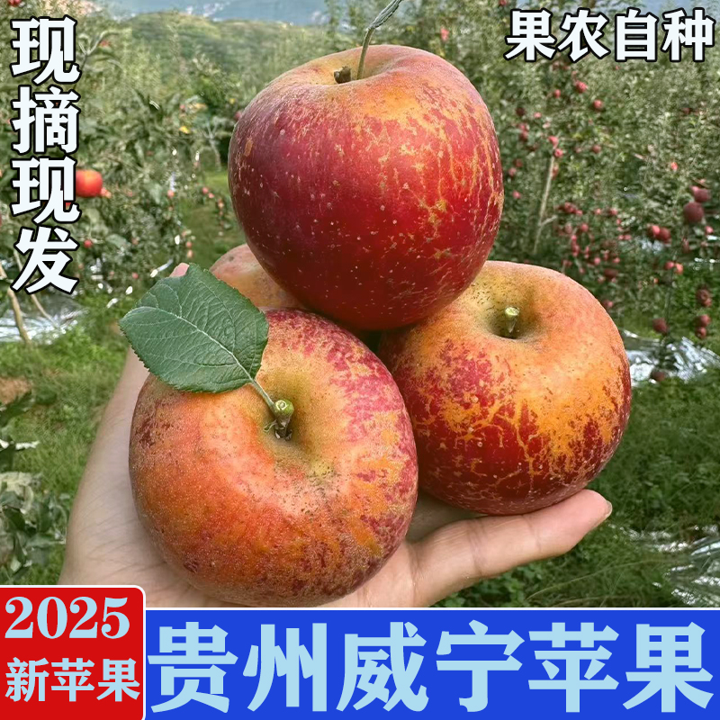 贵州威宁丑苹果5斤整箱