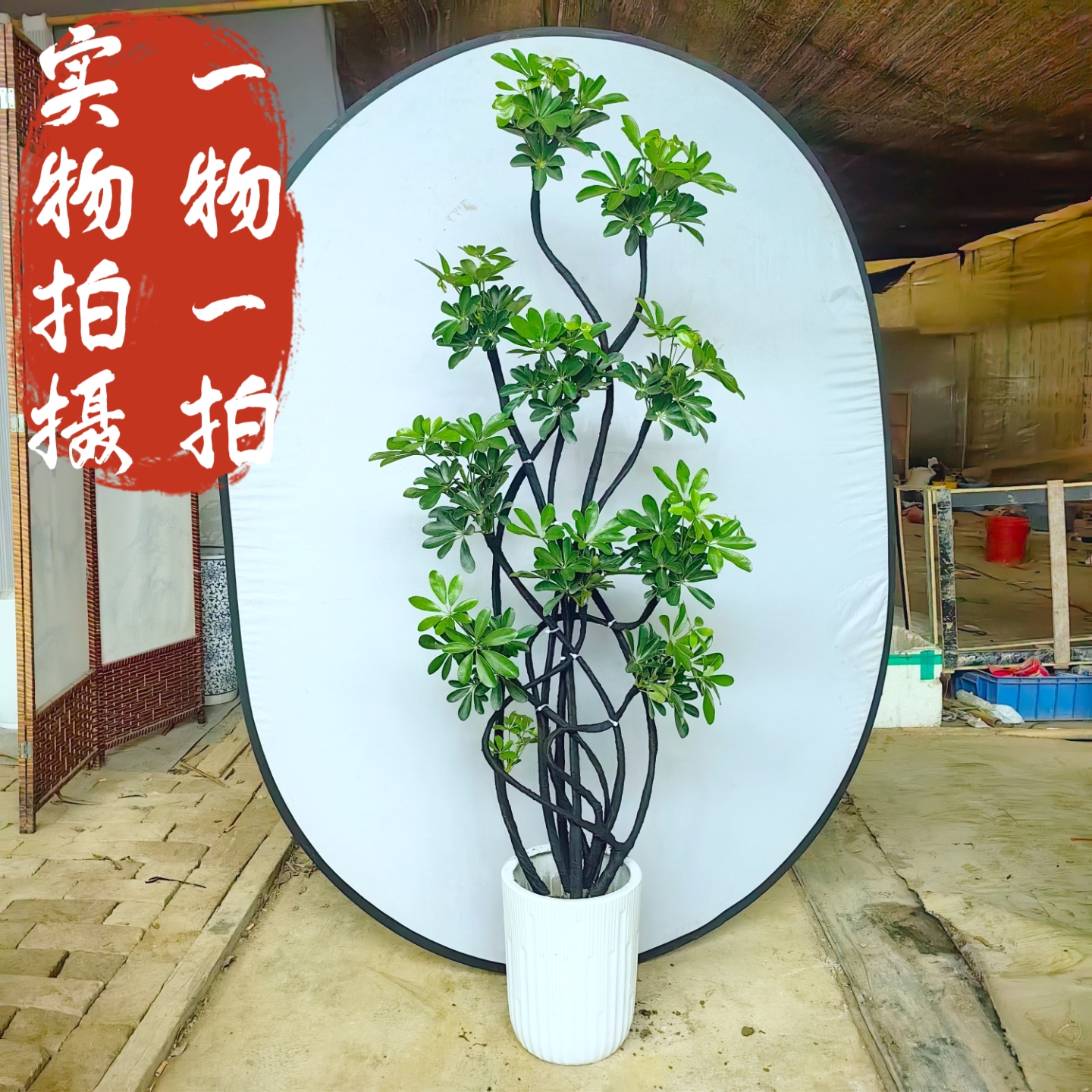 百合竹鸭脚木橡皮树绿植室内客厅大型落地盆栽办公室乔迁新居开业