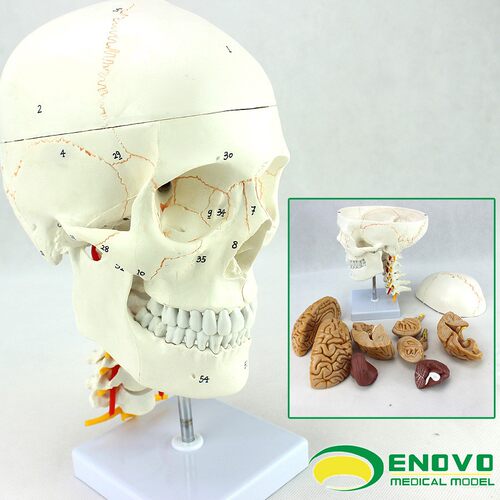 ENOVO颐诺人体头颅骨大脑模型