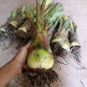 云南地涌金莲盆栽非红莲花卉大型带花苞花苗矮桩千叶涌金六花特价