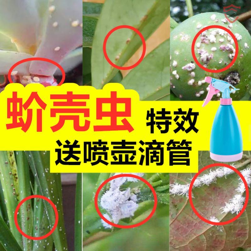 杀虫剂花卉植物通用月季