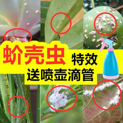 杀虫剂花卉植物通用月季