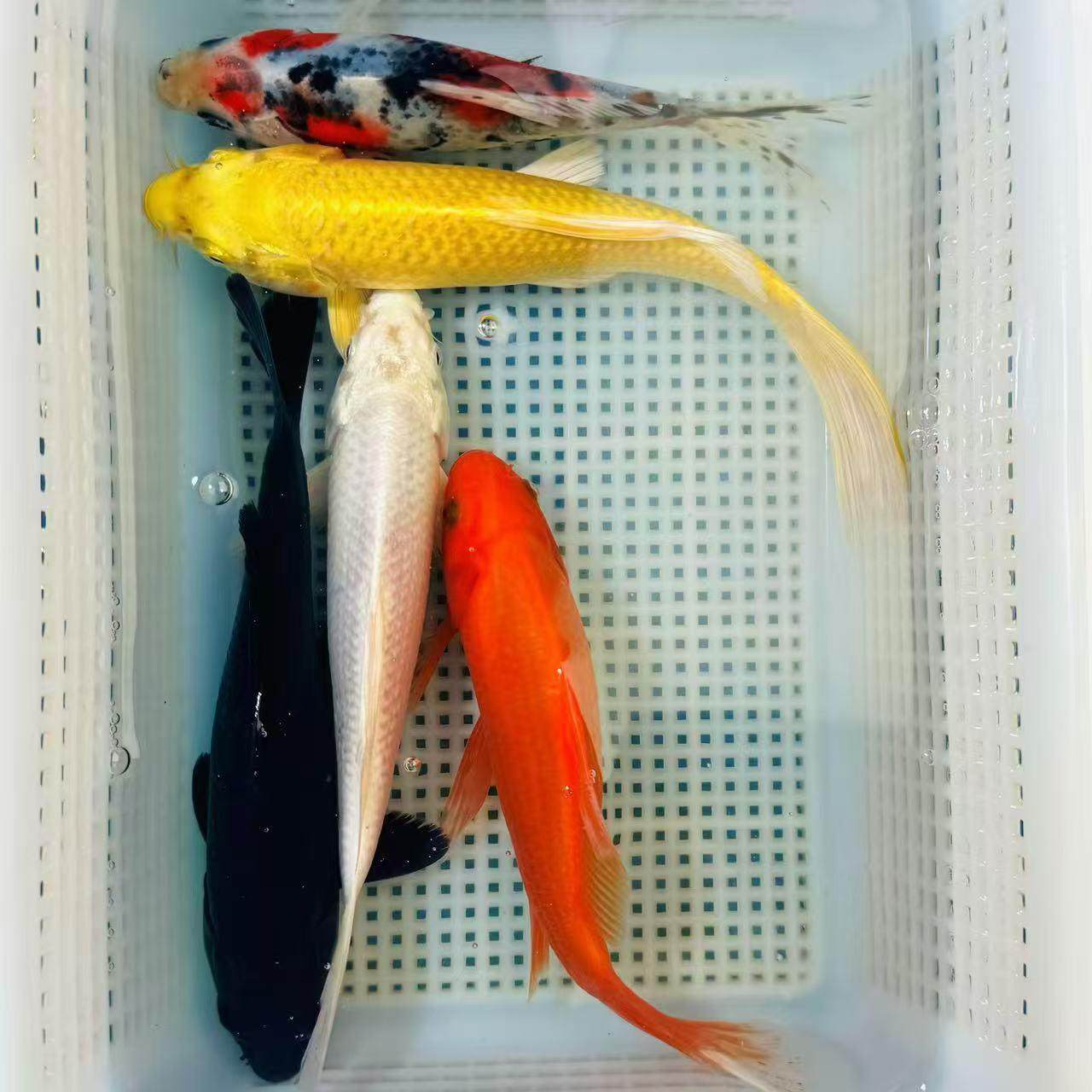 兰花草观赏鱼黑黄白金锦鲤淡水观赏鱼红鹦鹉鱼大红草金