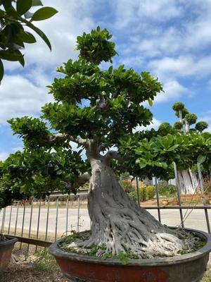 榕树盆景大型绿植室内外庭院好养